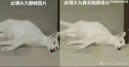 娱乐吃瓜酱虐猫博主小说,吃瓜酱小说揭秘  第3张