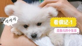 娱乐吃瓜君小奶狗,揭秘娱乐圈那些不为人知的幕后故事  第2张