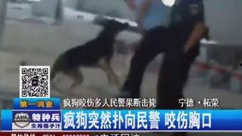 疯狗在线观看,揭秘网络暴力背后的疯狂世界