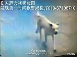 疯狗在线观看,揭秘网络暴力背后的疯狂世界  第3张