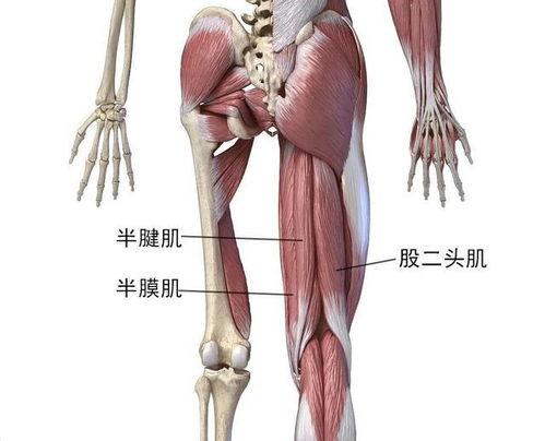 团鬼六绳与肌在线观看,揭秘神秘健身秘籍的在线观看之旅