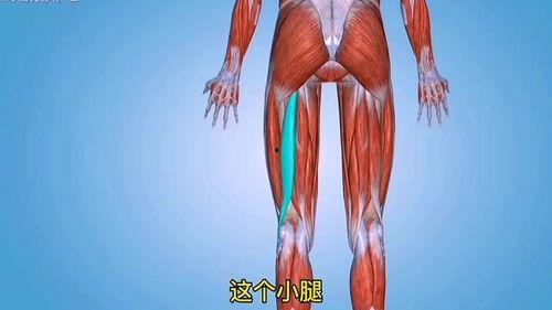 团鬼六绳与肌在线观看,揭秘神秘健身秘籍的在线观看之旅  第3张
