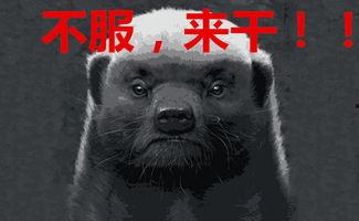 蜜獾爆料自己的视频在哪看,揭秘热门视频发布平台 第3张 蜜獾爆料自己的视频在哪看,揭秘热门视频发布平台 第3张