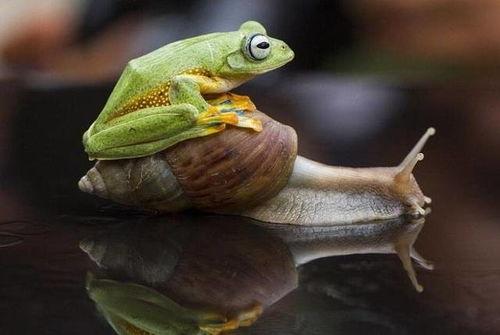 吸血蛙在线观看,神秘生物的惊悚之夜