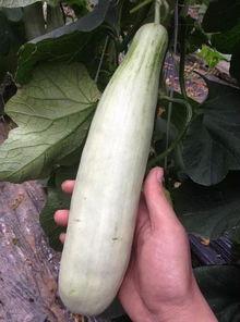 网红吃冰棍的瓜,冰棍吃法引发网友热议