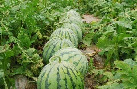 郯城大瓜爆料视频最新,揭秘惊人内幕，真相令人震惊！