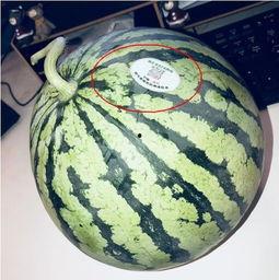 155网红吃瓜,揭秘娱乐圈幕后真相