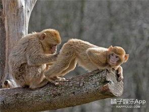 石家庄爆料猴子进村视频