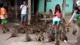 石家庄爆料猴子进村视频  第3张