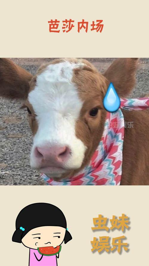 娱乐吃瓜酱缉毒犬,揭秘缉毒犬的神秘世界 第2张 娱乐吃瓜酱缉毒犬,揭秘缉毒犬的神秘世界 第2张