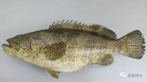 日料刺身爆料视频大全,独家爆料视频大全 第2张 日料刺身爆料视频大全,独家爆料视频大全 第2张